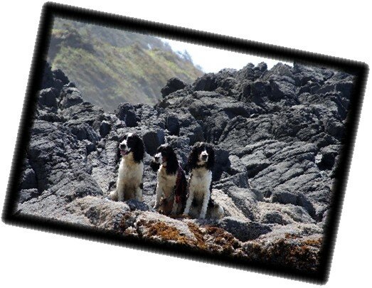 English Springer Spaniel Oregon Badlands Tricolor Springer Females