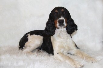 English Springer Spaniel male black and white