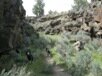 English Springer Spaniel Bend Oregon Badlands