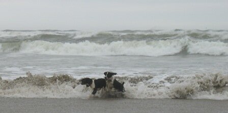 English Springer Spaniel Oregon Beach