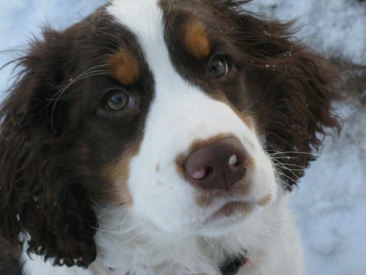 English Springer Spaniel Puppy Liver White Tricolor Springer Spaniel