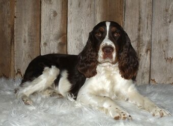 English Springer Spaniel male black and white