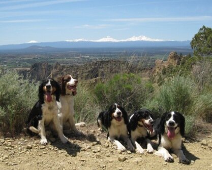 English Springer Spaniel Oregon Hike