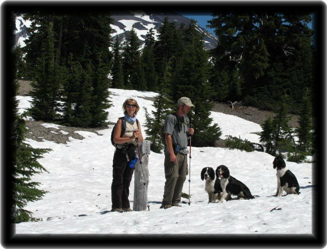 English Springer Spaniel South Sister Hiking Bend Oregon Oregon Cascades Springers