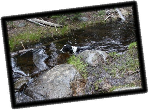 English Springer Spaniel Swimming Central Oregon Bend Oregon McKays Crossing