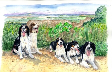 English_Springer_Spaniel_Oregon