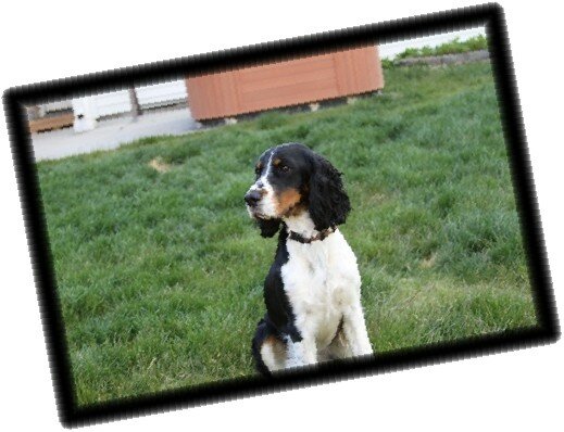 English Springer Spaniel tricolor female Central Oregon Bend Oregon