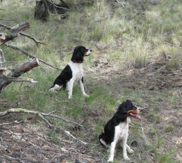 English Springer Spaniel Central Oregon Badlands Bend Oregon tricolor springer spaniel