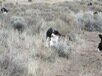 Springer Spaniel Oregon Badlands English Bend Central