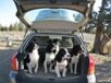 Springer Spaniel Oregon English Badlands Bend