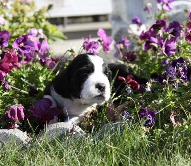 English Springer Spaniel Puppy